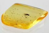 Fossil Fly (Microphorinae) with Oak Stellate Hairs In Baltic Amber #372595-1